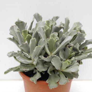 Cotyledon coral